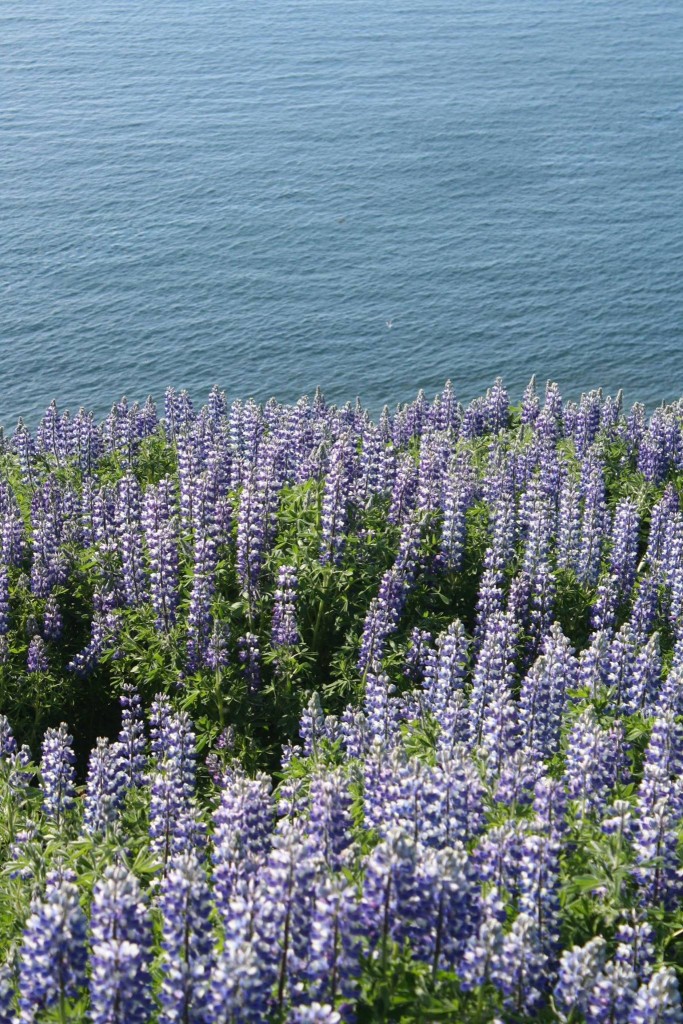 Alaskan Lupine grows everywhere. 