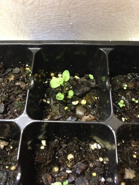 seedlings