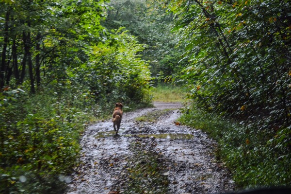 "Banks" is now nearly five years old and he always accompanies Morici on his hikes.